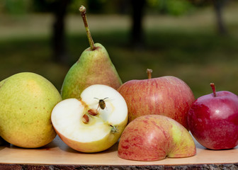 Frische Äpfel & Birnen - Wespe