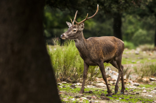 Deer (cervus elaphus) male, roating