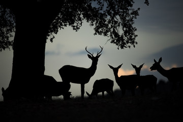 Deers (Cervus elaphus) backlight, blue sky, coluds, silhouttes