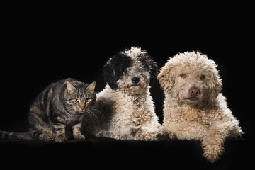Studio shot cat and dogs on black background