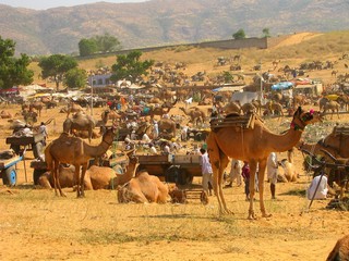 Pushkar, town of India in the  Rajasthan with camel fair festival