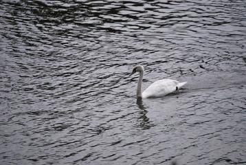 White Swan in River
