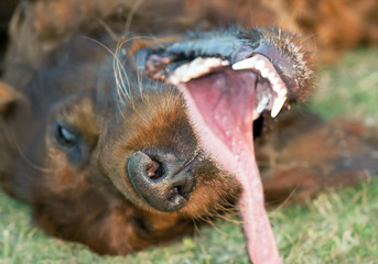 Funny happy irish setter pet dog puppy laughing