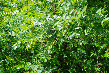 Obraz premium Green leaves in summer