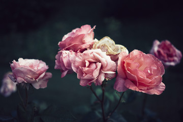 Pink roses in garden
