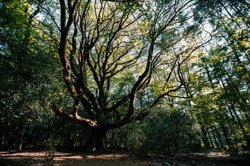 Obraz premium Brocéliande Forest