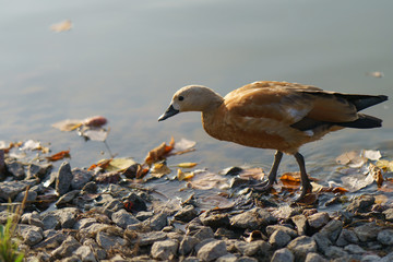 Duck walking near the pond