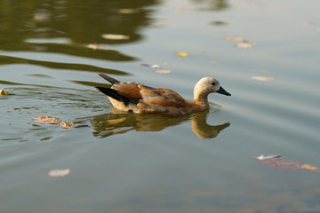 Duck sliding along the smooth surface of the river