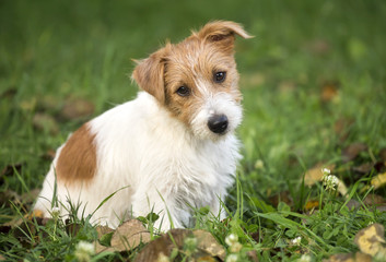 Funny furry jack russell terrier happy pet puppy sitting in the grass - dog grooming concept