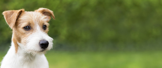 Web banner of a happy cute jack russell terrier puppy pet dog