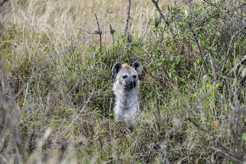 Hyena