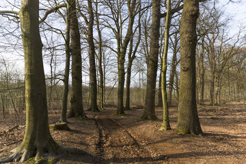 Forest Dirt Track On A Beautiful Day