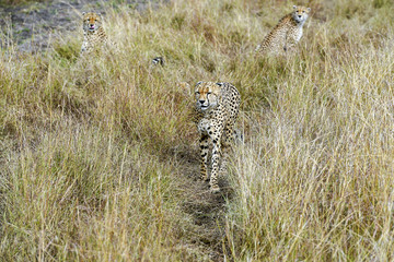 cheetah © Herbert