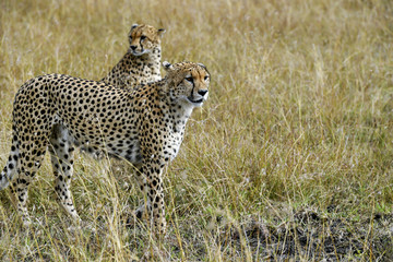 cheetah © Herbert