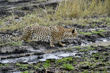 cheetah © Herbert