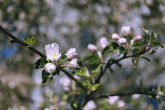 Close up pink cherry blossoms on branch