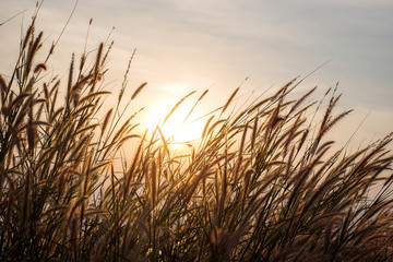 Wonderful landscape from the feather grass field in the evening sunset silhouette. serene feeling...