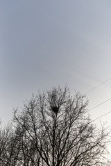 Birds Nest Sitting High Above In Leafless Tree