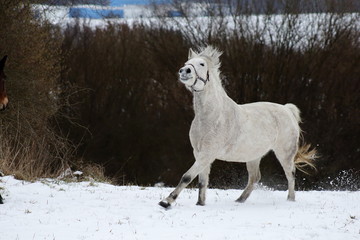 Fototapeta na wymiar White horse in the snow