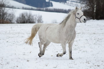 Fototapeta na wymiar White horse in the snow