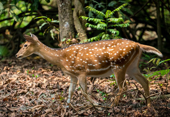 spotted or sika deer in the jungle
