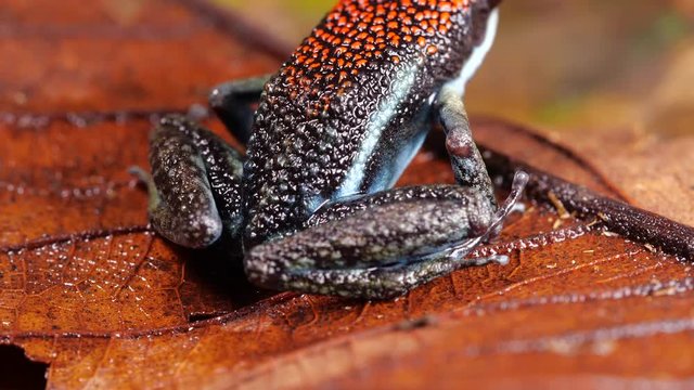 Ruby Poison Frog (Ameerega parvula) on the rainforest floor in the Ecuadorian Amazon
