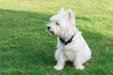 West Highland White Terrier in the garden