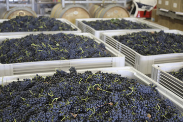 Fresh harvested grapes in large bins in winery