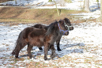 Wild shetland pony