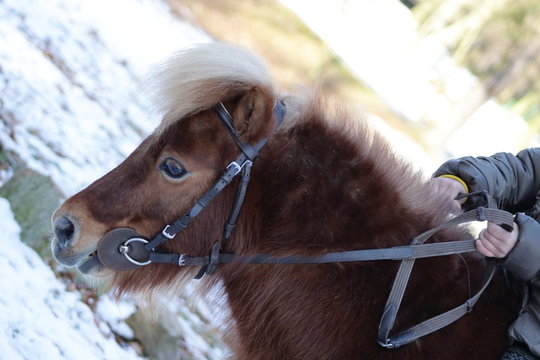 Shetland pony with a briddle