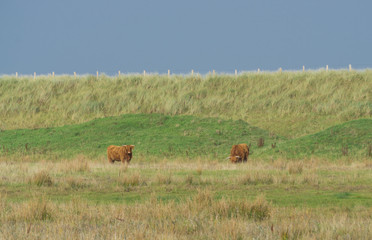 Highland cattle in the field