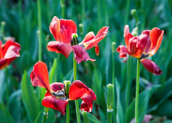 withering tulips - 221262501