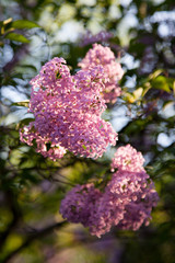 Lilac tree, Syringa vulgaris - 221262521