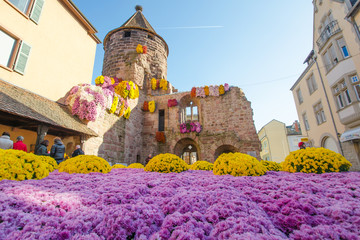 Wunderschöne Chrysanthemen bei Chrysanthema in Lahr