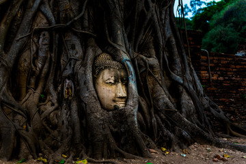 Buddha head statue with tree roots at Wat maha Ayutthaya,Thailand.	