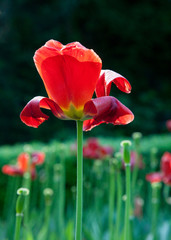 withering tulips - 221262595