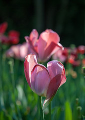 withering tulips - 221262743