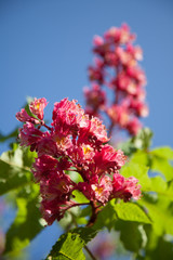 flowering chestnut tree  - 221262757