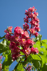 flowering chestnut tree  - 221262787