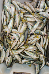 A small fresh fish in a box on the market. Background of fish.