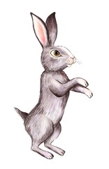 a painted gray hare stands on its hind legs