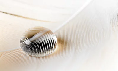 Foto auf Acrylglas Makrofotografie Großer Wassertropfen auf dem Federnahaufnahmemakrohintergrund