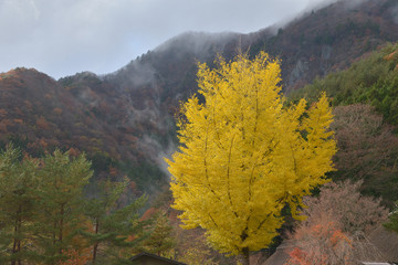 Fototapeta premium autumn