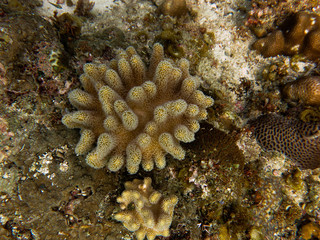 Beautiful coral found at coral reef area at Tioman island, Malaysia