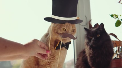 Two cats with peach and black hair sit on the windowsill. The hand holds a dark hat over the redheaded a cute kitten wearing a bow tie. - Powered by Adobe