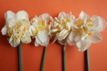 Four Daffodils on Orange Background