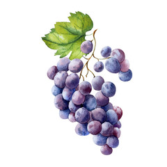 watercolor fruit branch grape - 221264580