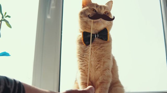 The hand holds a paper mustache on the stick before a cutepeach kitten wearing a bow tie.