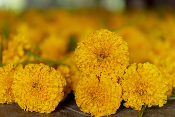 Yellow flower marigold is a symbol of prosperity. Thailand's beliefs.
