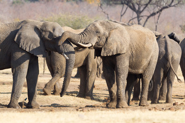 Fototapeta na wymiar African elephants cuddling